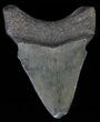 Juvenile Megalodon Tooth - Serrated Blade #62125-1